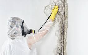 Why You Should Choose Our Mold Remediation Services in La Palma, CA